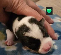 Daffy, a male Pembroke Welsh Corgi for sale in Frontenac, KS – 3 of 4