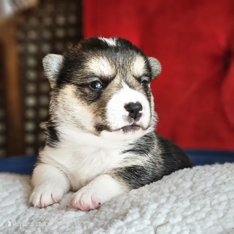 Twix – Pembroke Welsh Corgi puppy for sale in Frontenac, KS