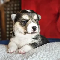 Twix, a male Pembroke Welsh Corgi for sale in Frontenac, KS – 1 of 5