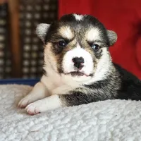 Twix, a male Pembroke Welsh Corgi for sale in Frontenac, KS – 3 of 5