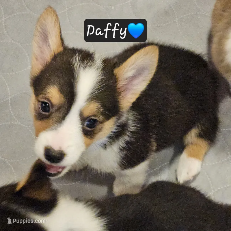 Daffy – Pembroke Welsh Corgi puppy for sale in Frontenac, KS