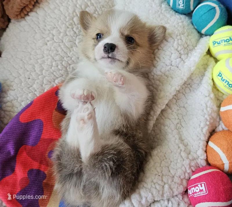 Bugs – Pembroke Welsh Corgi puppy for sale in Frontenac, KS
