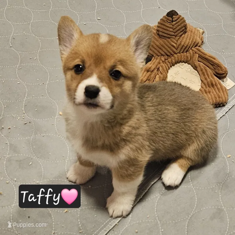Taffy – Pembroke Welsh Corgi puppy for sale in Frontenac, KS