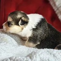 Tootsie, a female Pembroke Welsh Corgi for sale in Frontenac, KS – 2 of 5