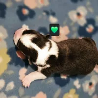 Daffy, a male Pembroke Welsh Corgi for sale in Frontenac, KS – 2 of 4
