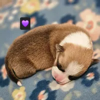 Penelope, a female Pembroke Welsh Corgi for sale in Frontenac, KS – 3 of 3