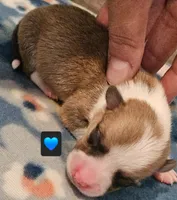 Bugs, a male Pembroke Welsh Corgi for sale in Frontenac, KS – 2 of 4