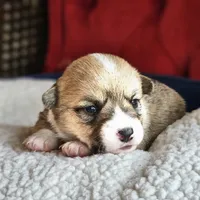 Taffy, a female Pembroke Welsh Corgi for sale in Frontenac, KS – 2 of 5