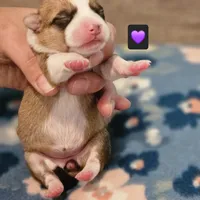 Penelope, a female Pembroke Welsh Corgi for sale in Frontenac, KS – 2 of 3