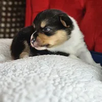 Twizzler, a female Pembroke Welsh Corgi for sale in Frontenac, KS – 5 of 5