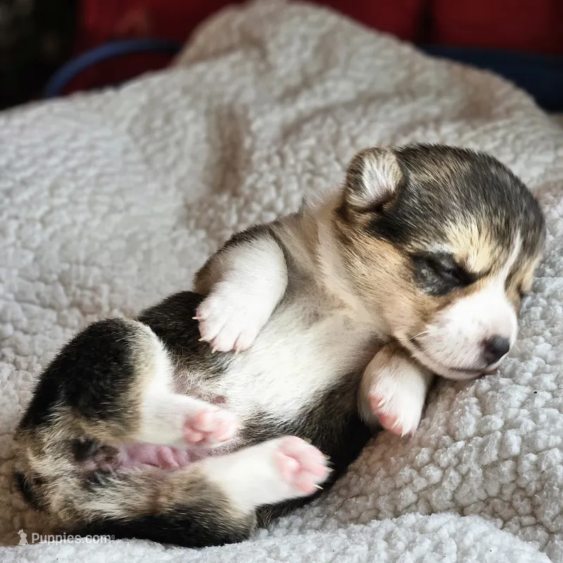 Tootsie – Pembroke Welsh Corgi puppy for sale in Frontenac, KS