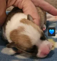 Bugs, a male Pembroke Welsh Corgi for sale in Frontenac, KS – 1 of 4