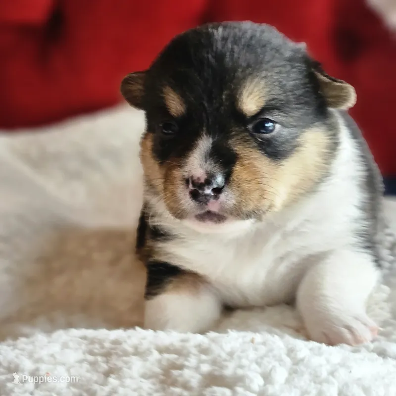 Twizzler – Pembroke Welsh Corgi puppy for sale in Frontenac, KS