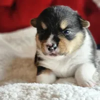 Twizzler, a female Pembroke Welsh Corgi for sale in Frontenac, KS – 1 of 5