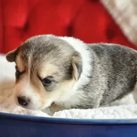 Tootsie, a female Pembroke Welsh Corgi for sale in Frontenac, KS – 5 of 5