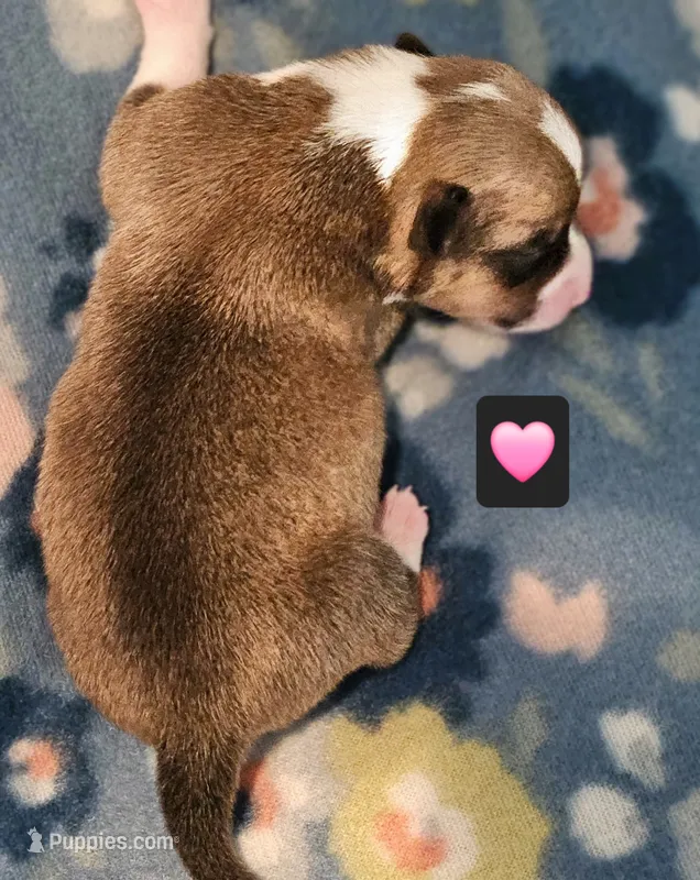 Tweety – Pembroke Welsh Corgi puppy for sale in Frontenac, KS