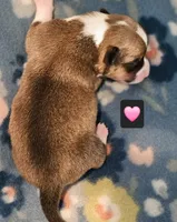 Tweety, a female Pembroke Welsh Corgi for sale in Frontenac, KS – 1 of 2