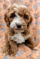 processed/bffbd0aa-221c-4280-ad99-cf7270be111c/listing/203d1191-3806-4ea5-b0a4-d6096af5e1b4/2a7b0d97-643b-473c-a1e6-642cafd33414