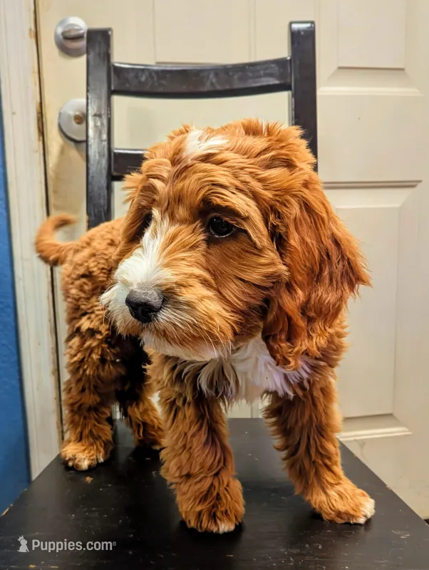 Rosie – Goldendoodle puppy for sale in Apache Junction, AZ