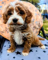 Poppy, a female Goldendoodle for sale in Apache Junction, AZ – Photo 2 of 5