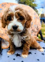 Poppy, a female Goldendoodle for sale in Apache Junction, AZ – Photo 1 of 5