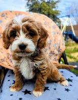 Poppy, a female Goldendoodle for sale in Apache Junction, AZ – Photo 4 of 5