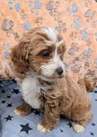 Poppy, a female Goldendoodle for sale in Apache Junction, AZ – Photo 3 of 5