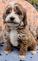 Poppy, a female Goldendoodle for sale in Apache Junction, AZ – Photo 5 of 5