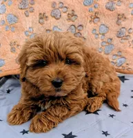 processed/bffbd0aa-221c-4280-ad99-cf7270be111c/listing/b82724ac-d654-45e5-9541-c890c69857cd/756a783a-bedb-40d4-897e-987944bf158e