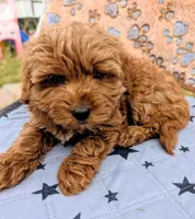 processed/bffbd0aa-221c-4280-ad99-cf7270be111c/listing/b82724ac-d654-45e5-9541-c890c69857cd/795cf1ba-ec22-44a3-a4f4-f04957ba8b74