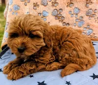 processed/bffbd0aa-221c-4280-ad99-cf7270be111c/listing/b82724ac-d654-45e5-9541-c890c69857cd/ccad5bb0-8326-4fab-8fcb-282935cdb674