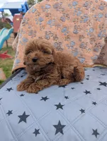 processed/bffbd0aa-221c-4280-ad99-cf7270be111c/listing/b82724ac-d654-45e5-9541-c890c69857cd/f806f9db-5d0b-4b0a-b7c4-ad29746750bb