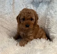 processed/bffd5991-5c68-4144-b47a-ee5c14211680/facility/5ba5fc5f-2d09-4eae-9ee2-60fe433b53d5