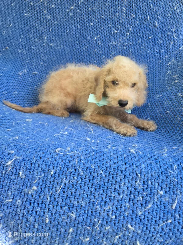 Max – Maltipoo puppy for sale in La Habra Heights, CA