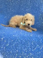 Max, a male Maltipoo for sale in La Habra Heights, CA – 1 of 1