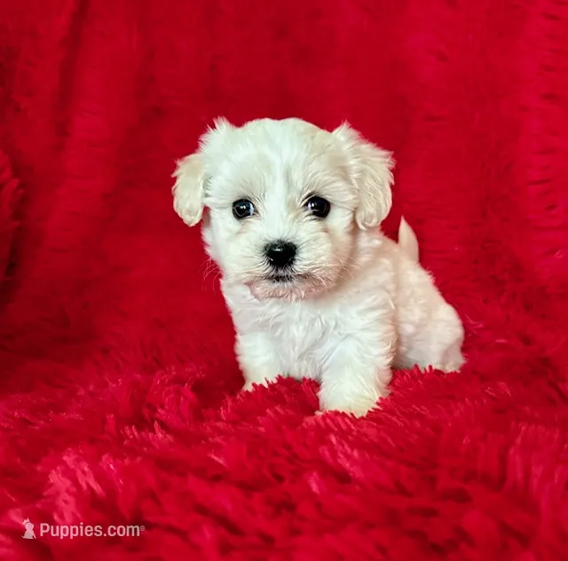 Bella – Maltese puppy for sale in La Habra Heights, CA