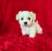 Bella, a female Maltese for sale in La Habra Heights, CA – 1 of 2