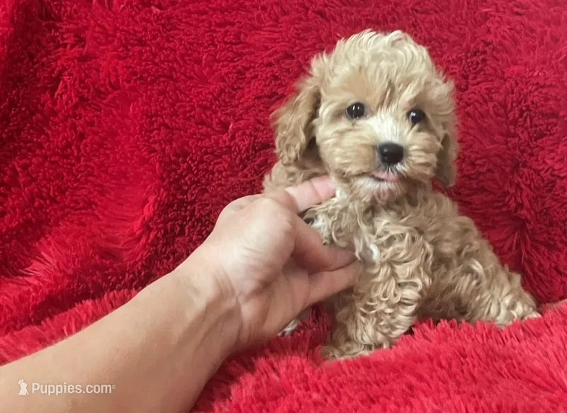 April – Maltipoo puppy for sale in La Habra Heights, CA