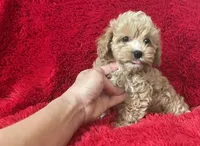 April, a female Maltipoo for sale in La Habra Heights, CA – 1 of 2