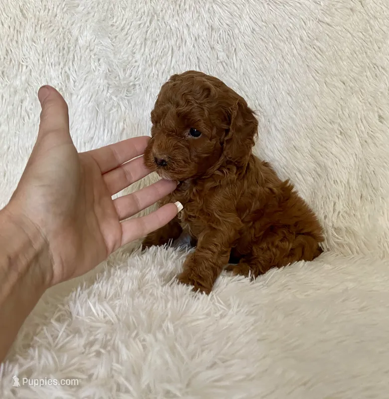 Zoe – Poodle - Toy  puppy for sale in La Habra Heights, CA