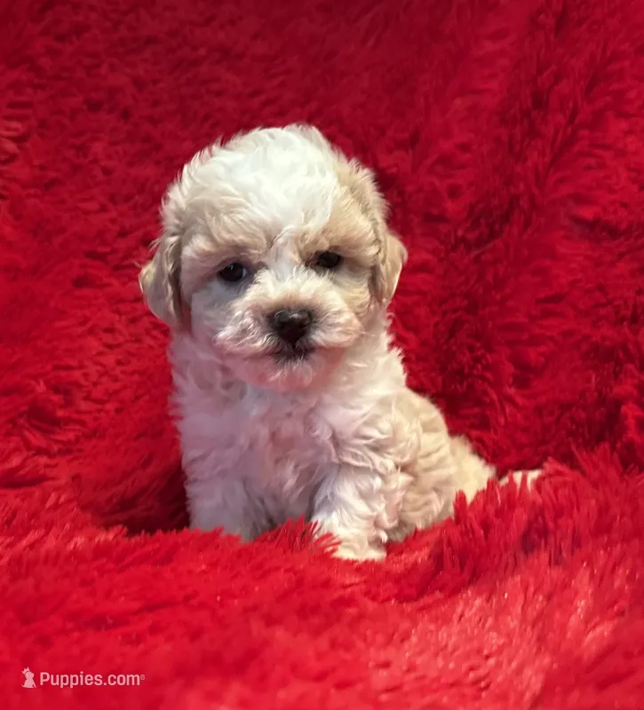 Max – Maltipoo puppy for sale in La Habra Heights, CA