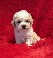 Max, a male Maltipoo for sale in La Habra Heights, CA – 1 of 2