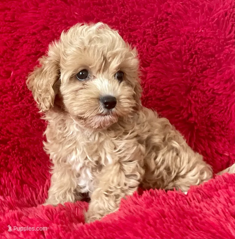 Sam – Maltipoo puppy for sale in La Habra Heights, CA