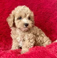 Sam, a male Maltipoo for sale in La Habra Heights, CA – 1 of 1