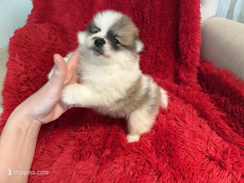 Sam – Pomeranian puppy for sale in La Habra Heights, CA