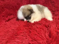 Sam, a male Pomeranian for sale in La Habra Heights, CA – Photo 3 of 3