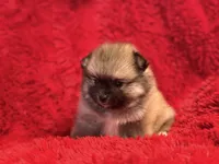 Luna, a female Pomeranian for sale in La Habra Heights, CA – Photo 2 of 3