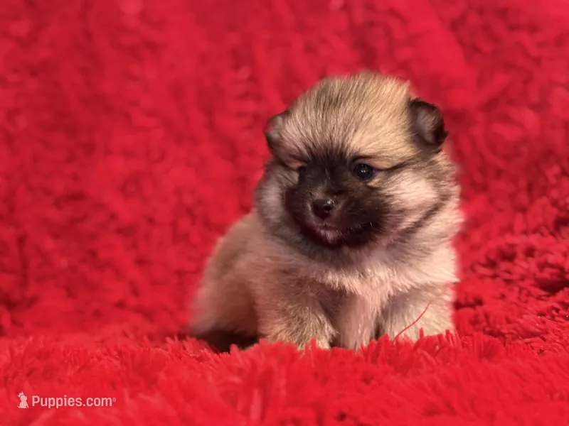 Luna – Pomeranian puppy for sale in La Habra Heights, CA