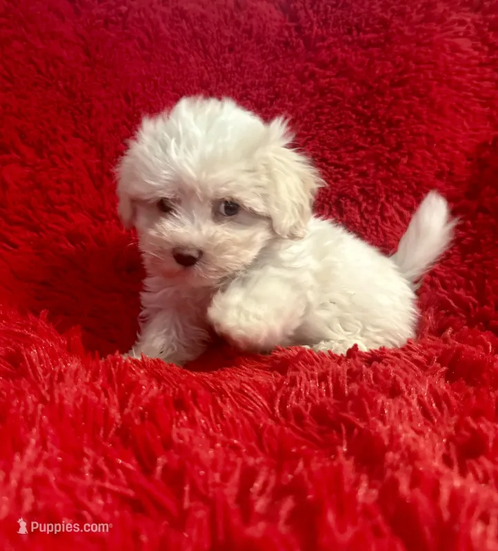 Lilly – Maltipoo puppy for sale in La Habra Heights, CA