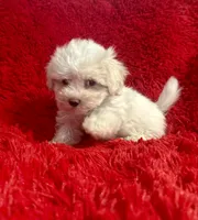 Lilly, a female Maltipoo for sale in La Habra Heights, CA – 1 of 2